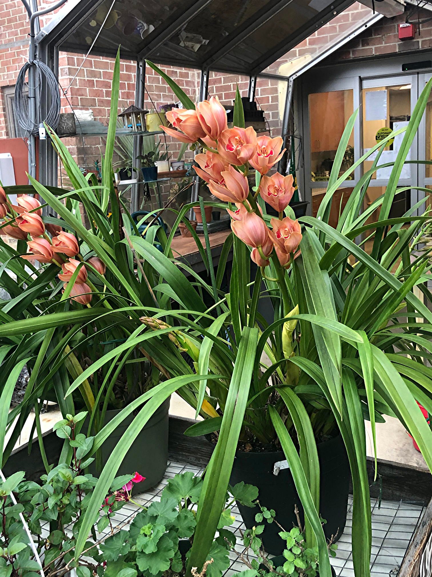 December 31, 2020 — Haddon Greenhouse