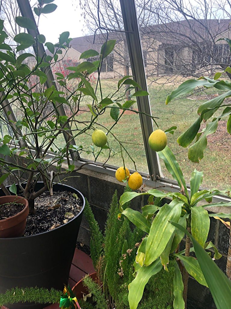 Haddon Greenhouse