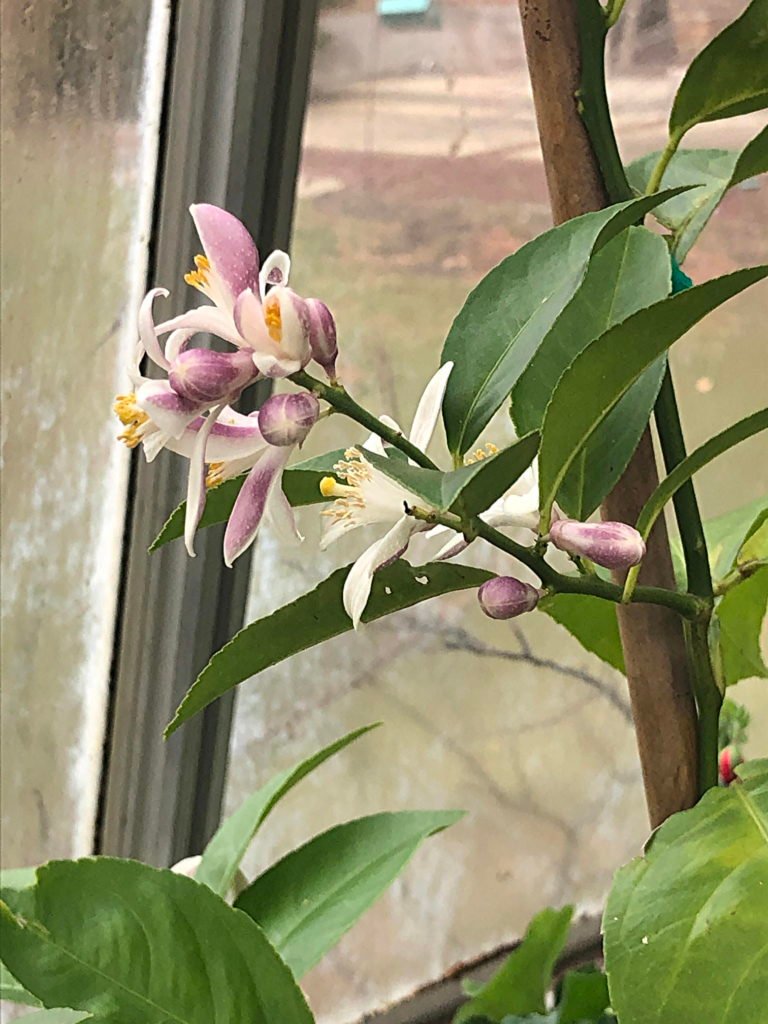 Haddon Greenhouse