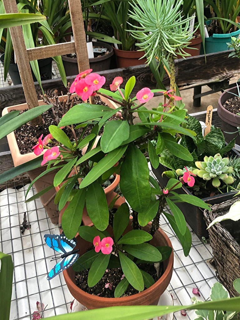 Haddon Greenhouse