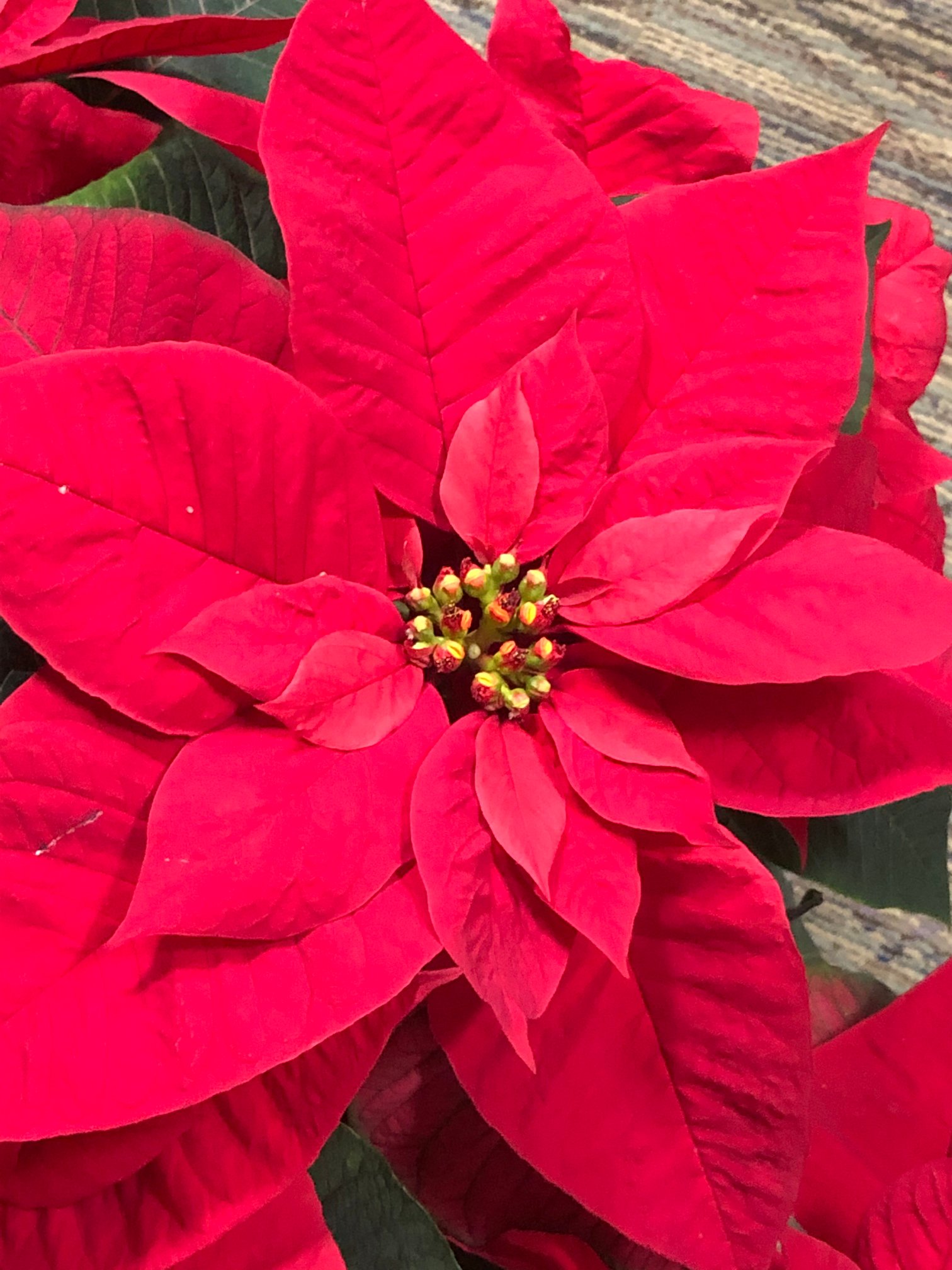 Poinsettia