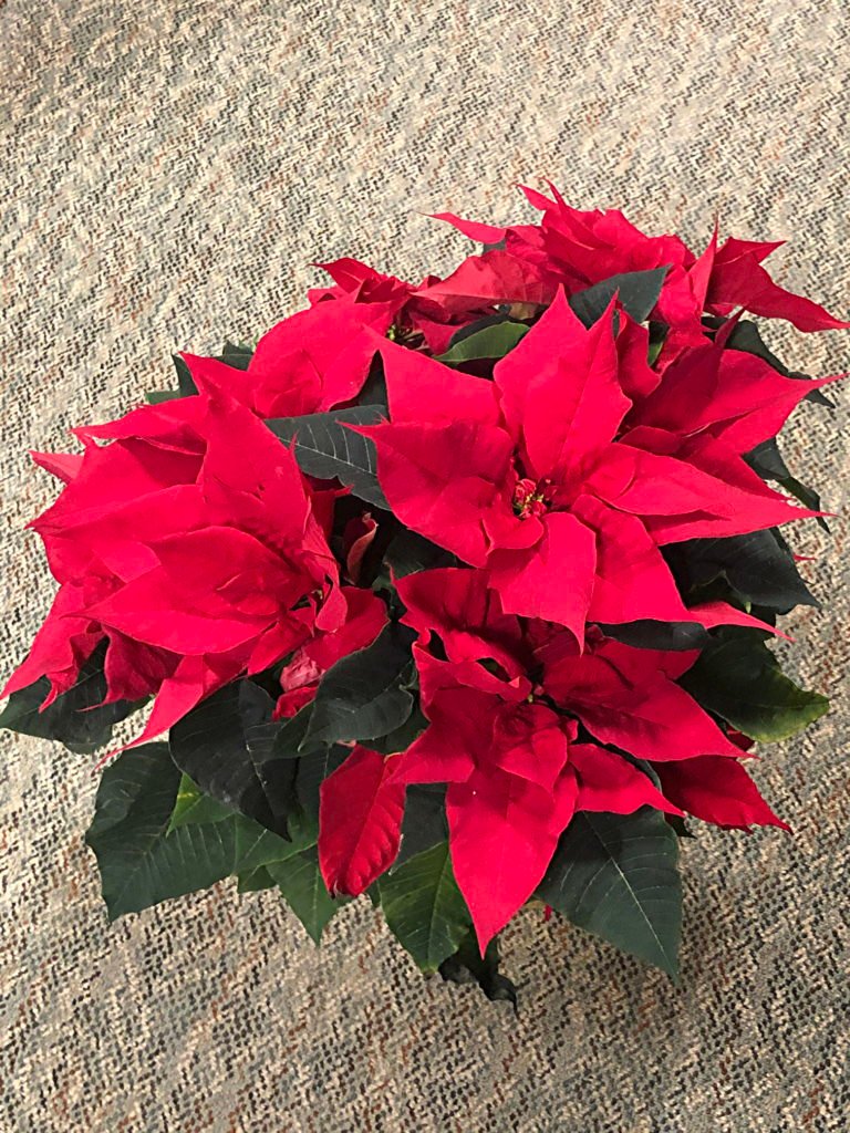 Poinsettia