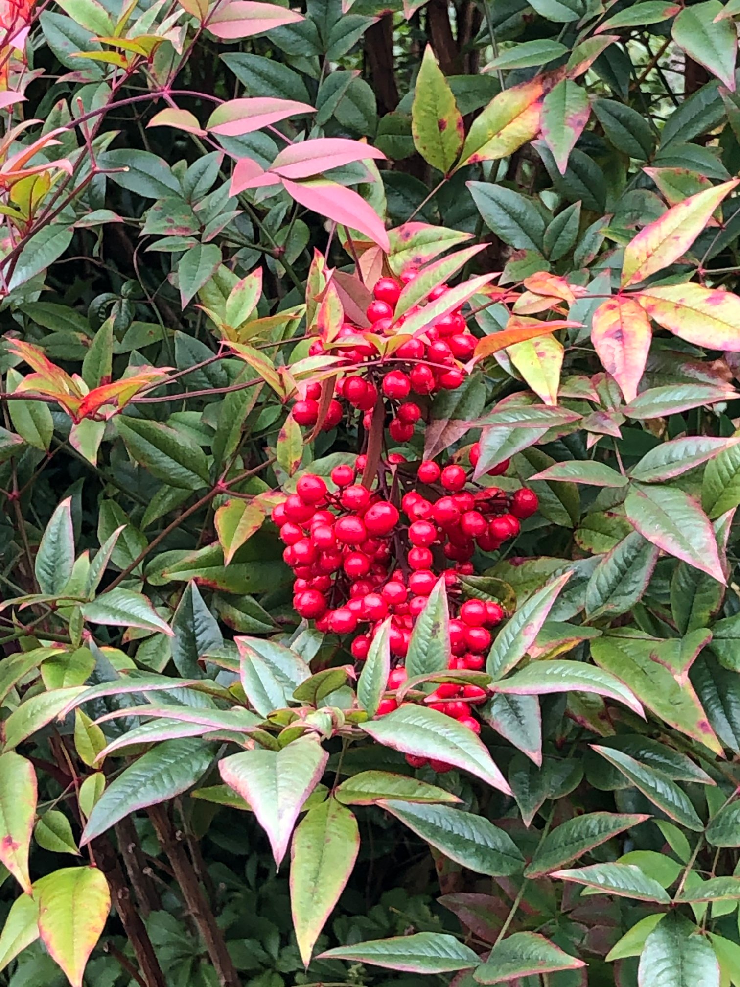 January 8, 2021 – Nandina