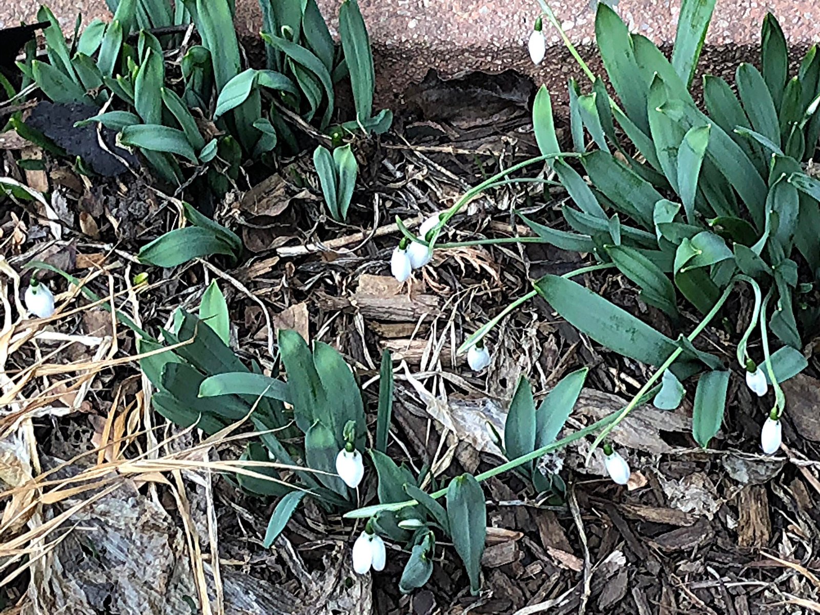 January 29, 2021 – Snowdrops