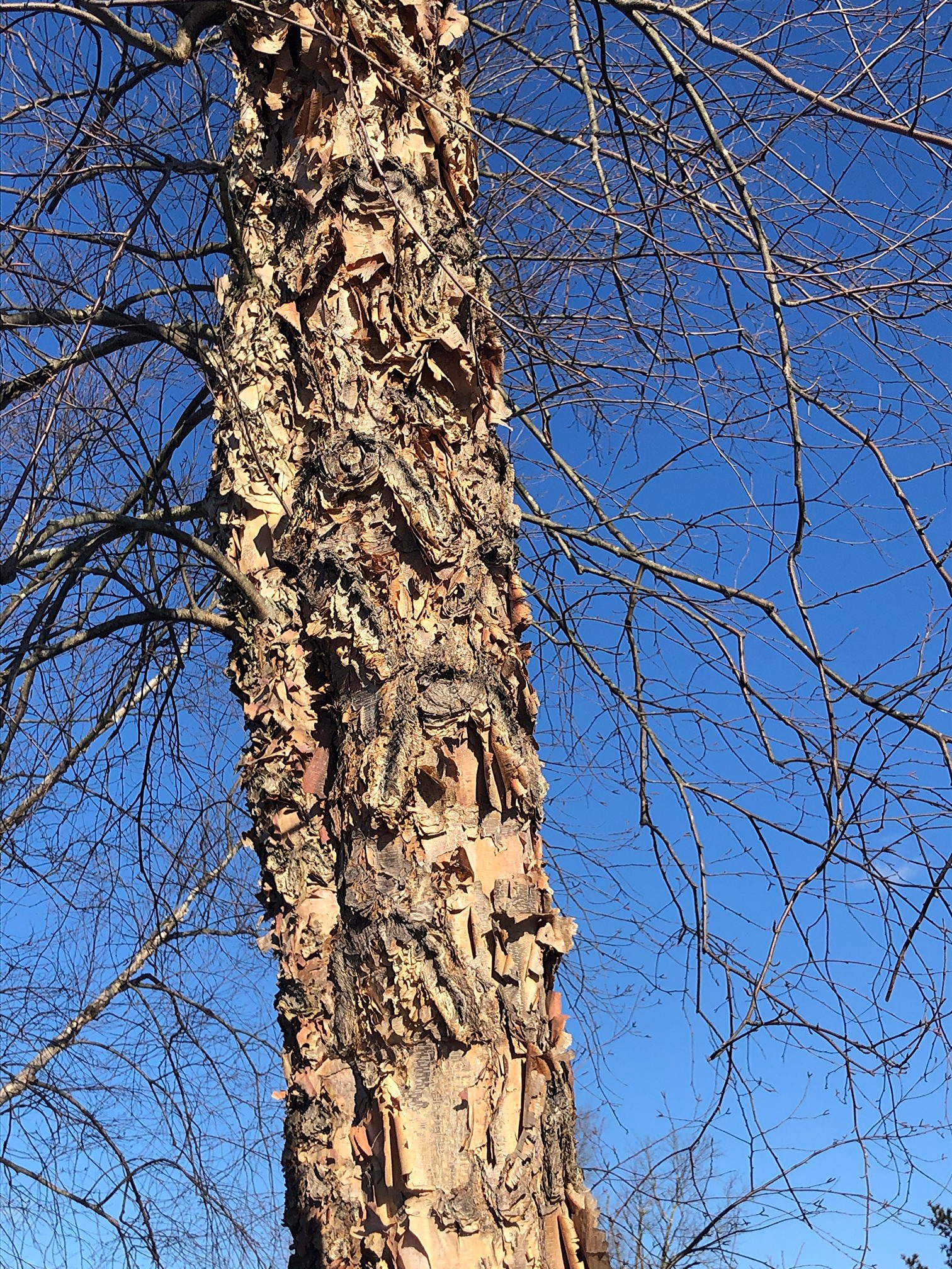 February 5, 2021 – River Birch