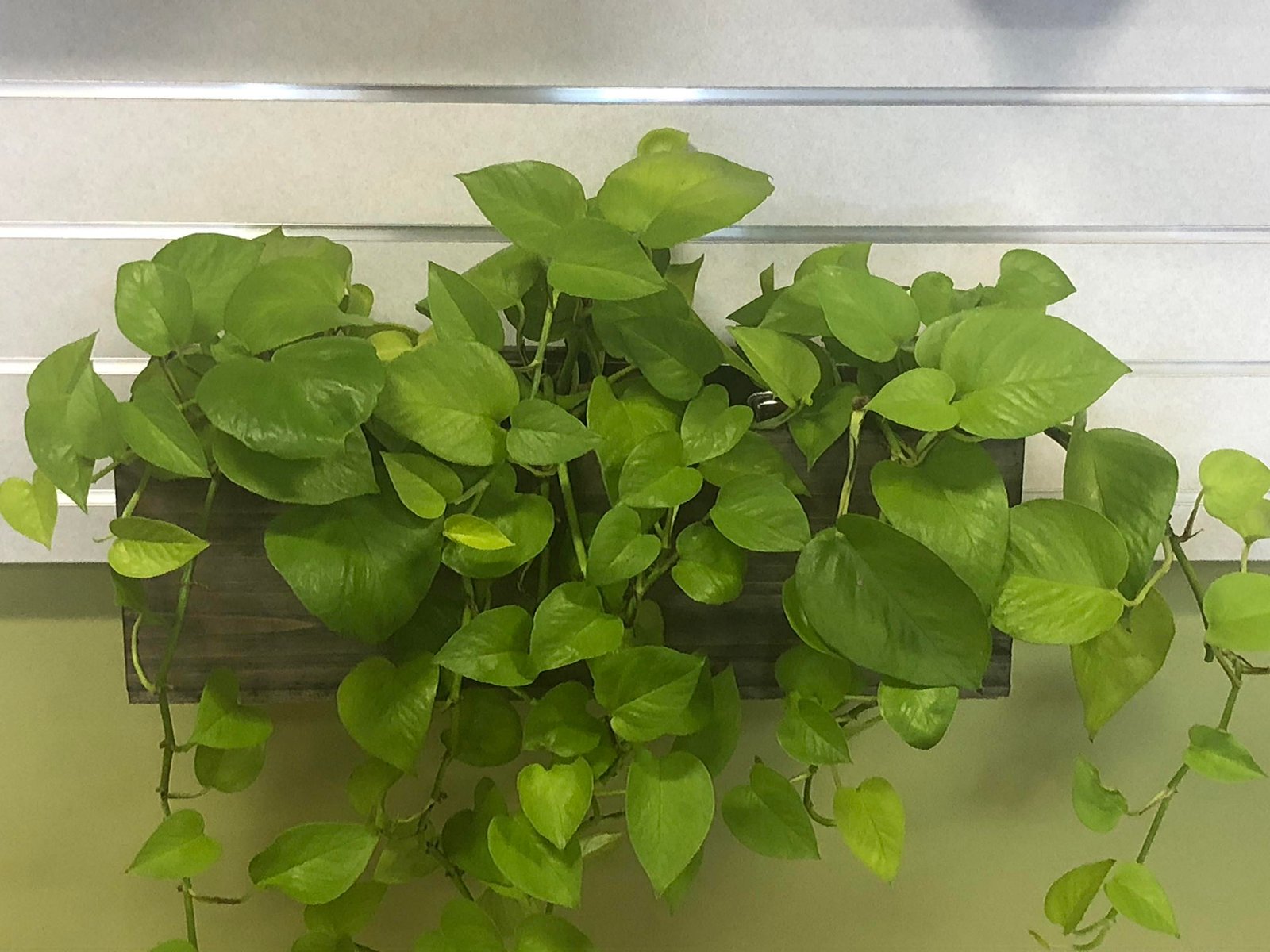 February 19, 2021 – Plant Wall