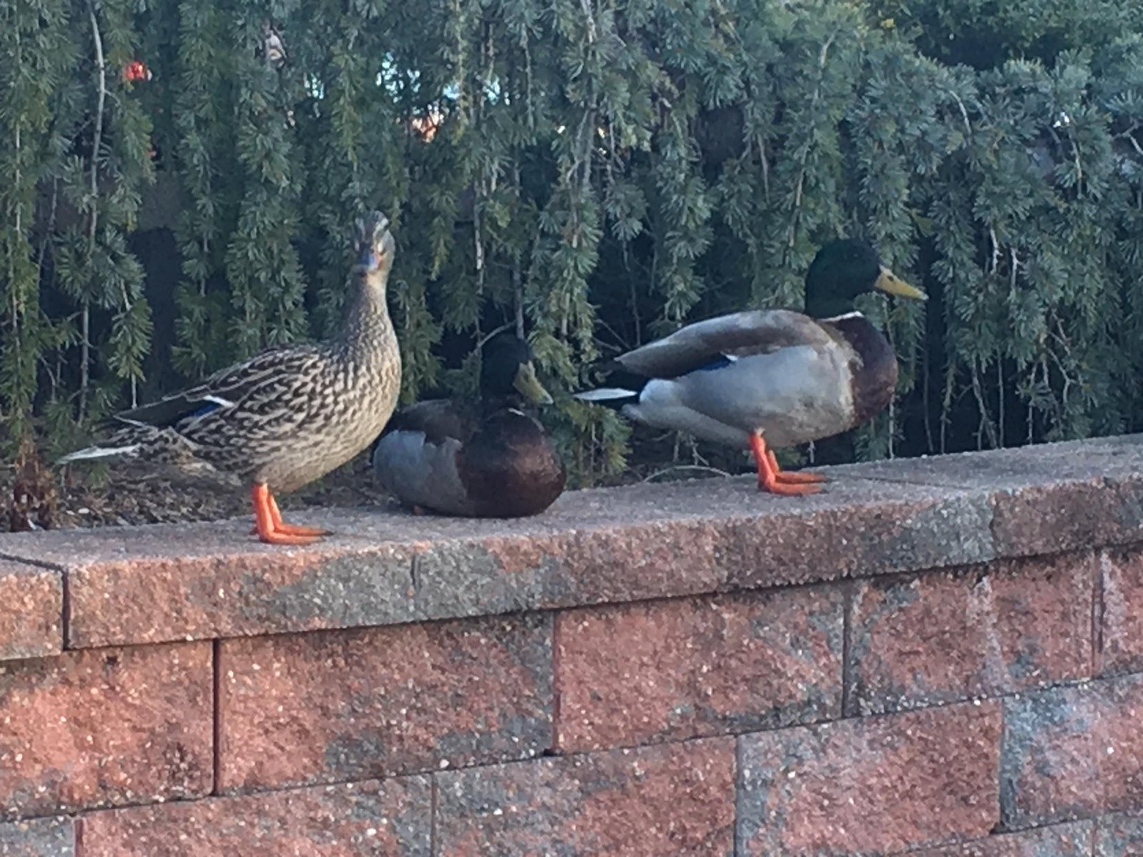 March  26, 2021 – Ducks