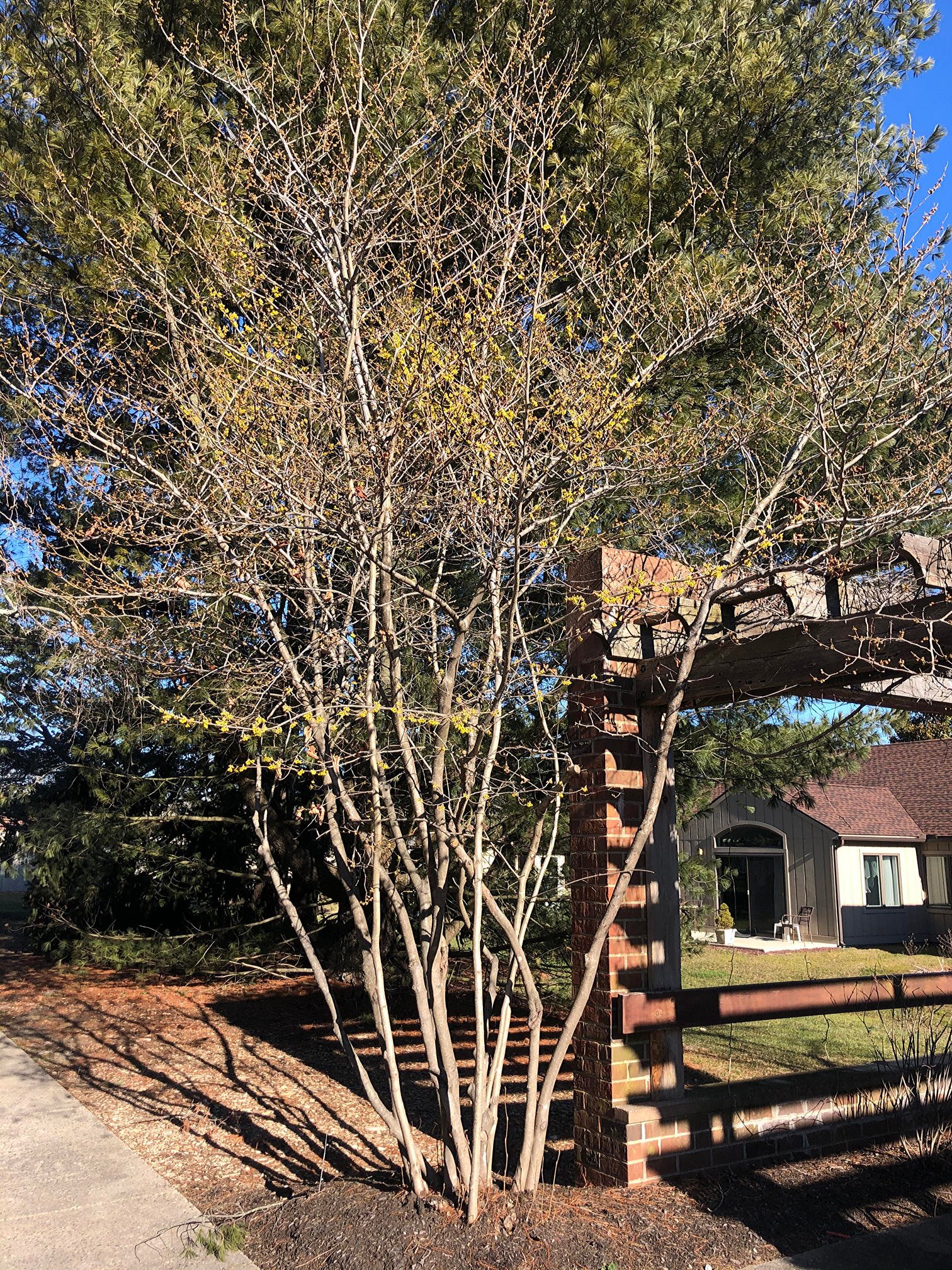 March 5, 2021 – Witch Hazel