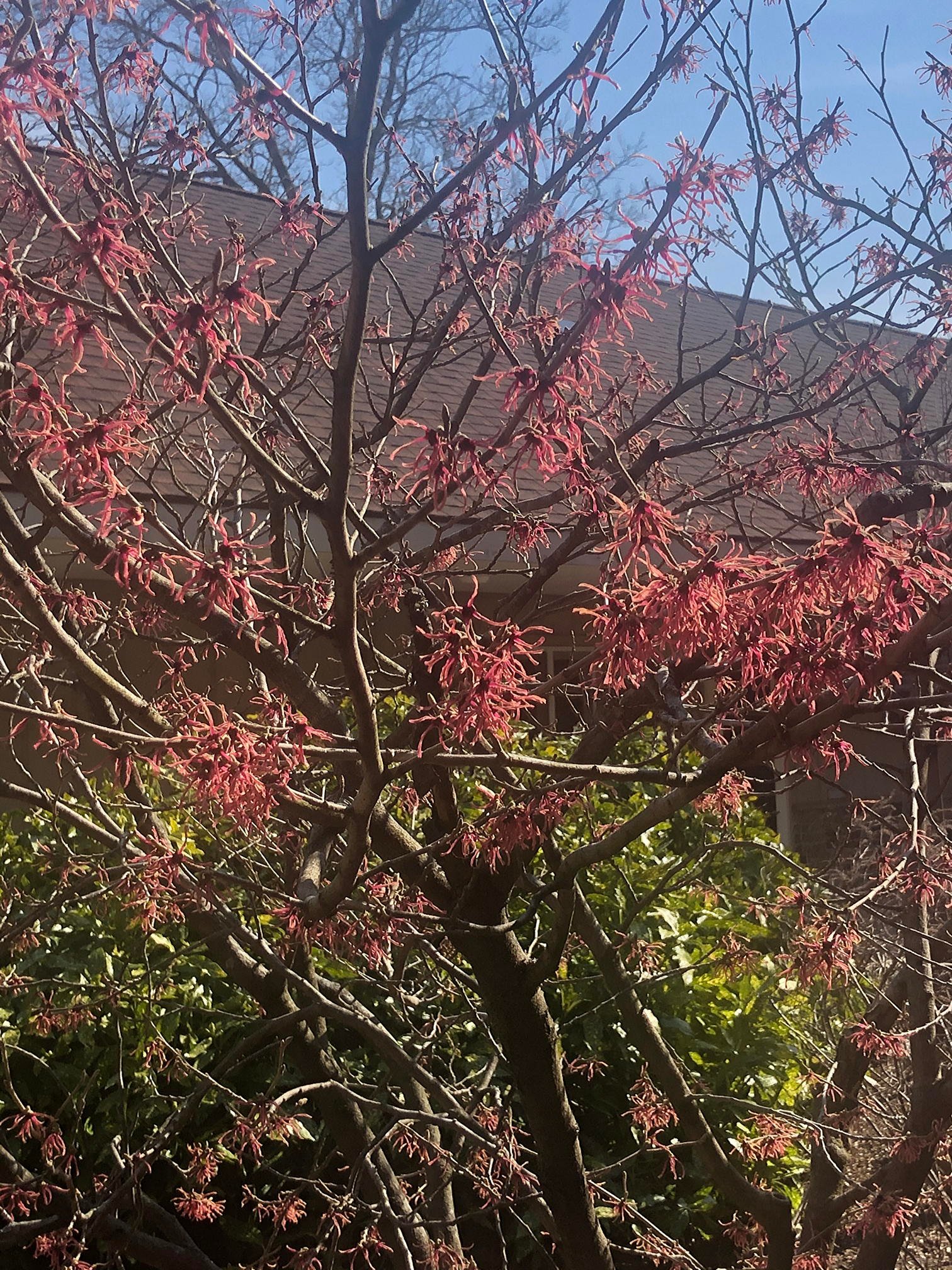 March  19, 2021 – Spring colors