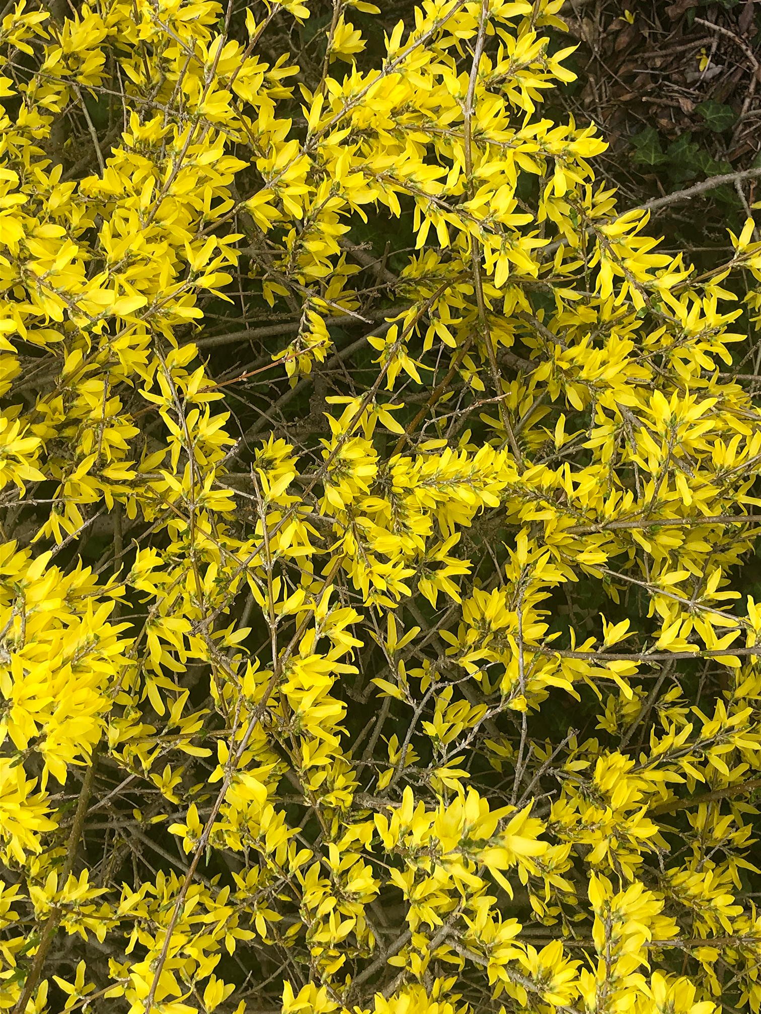 April 2, 2021  –  Forsythia