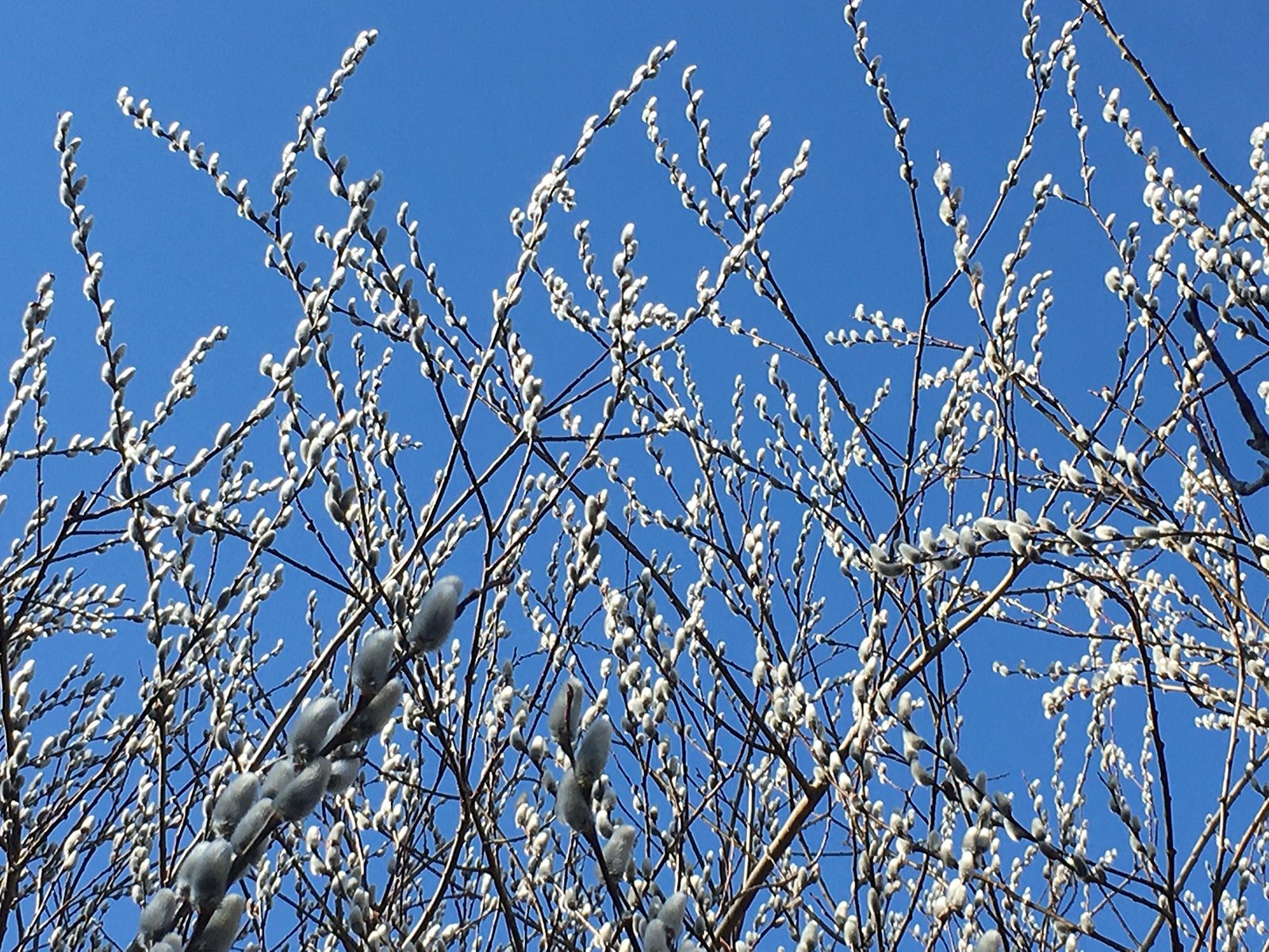 March 12, 2021 – Pussy willow