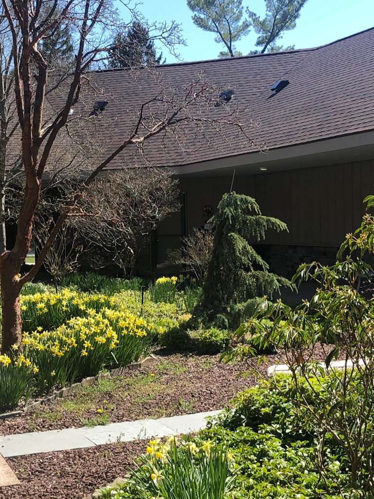 Daffodils