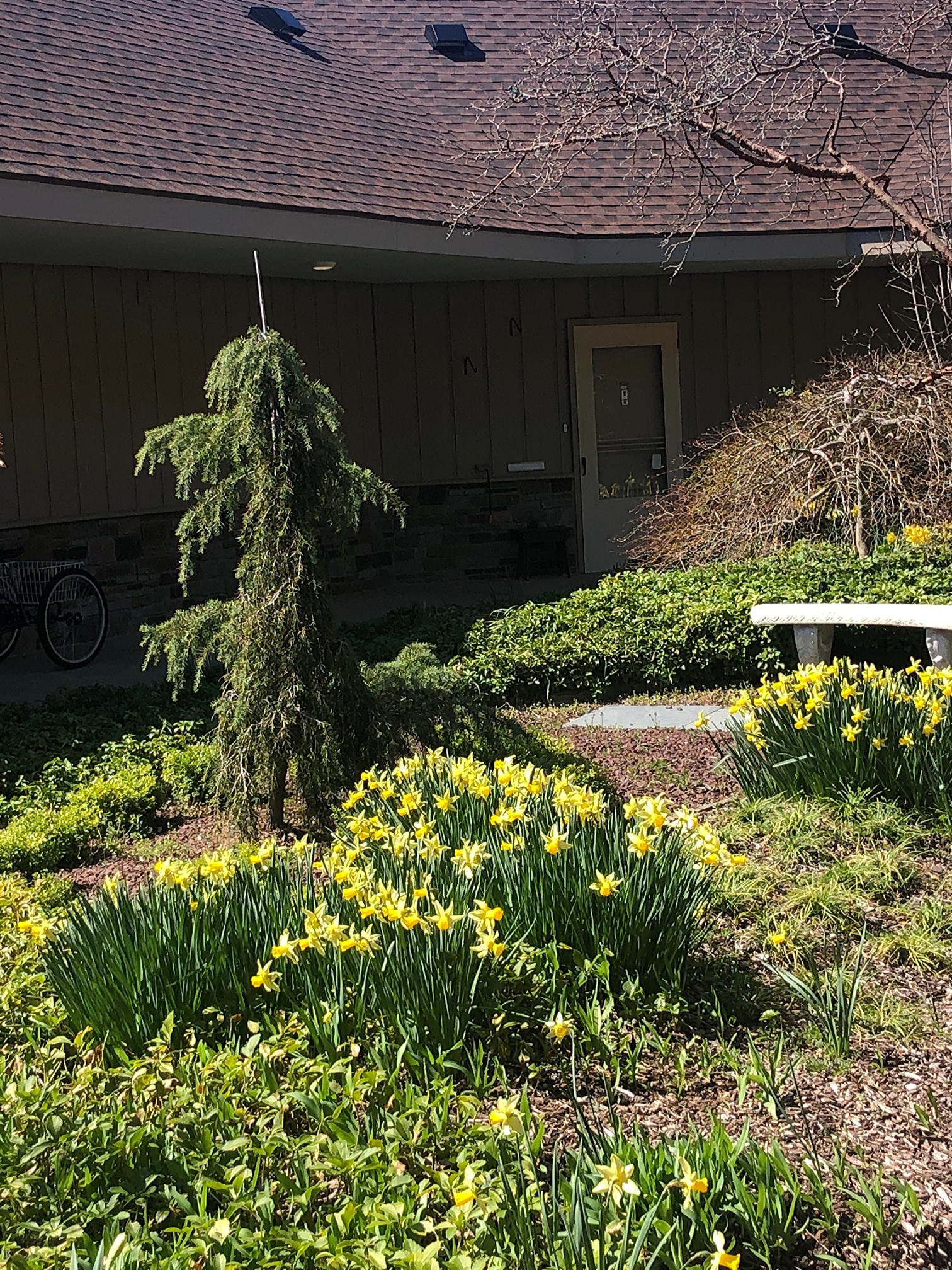 April 9, 2021  –  Daffodils