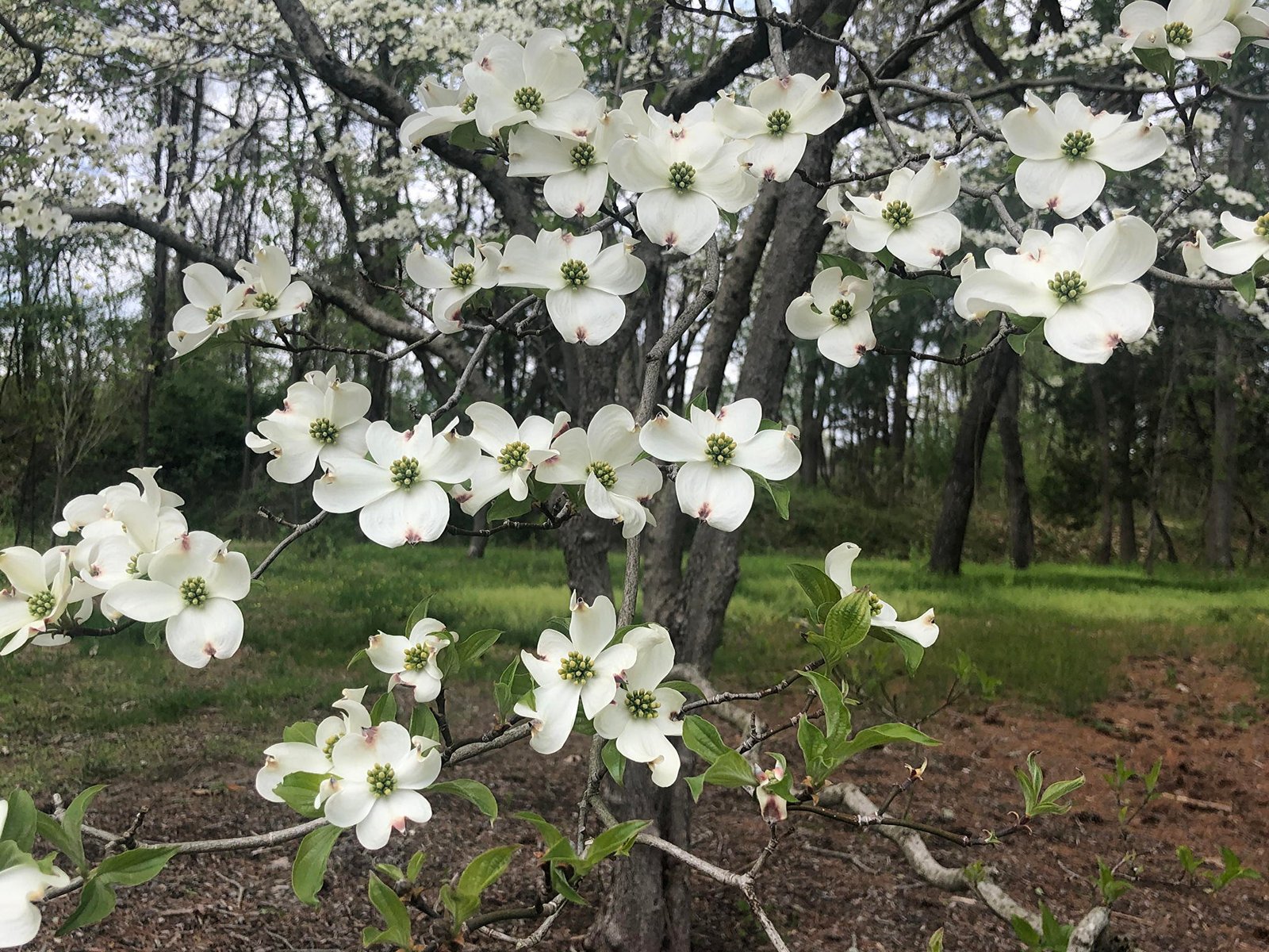 April 30, 2021 – Flowering Dogwood
