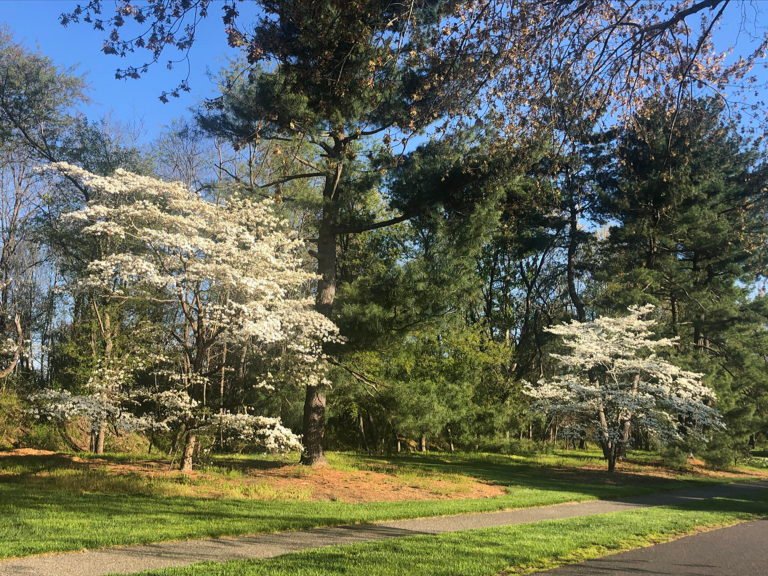 Flowering dogwood