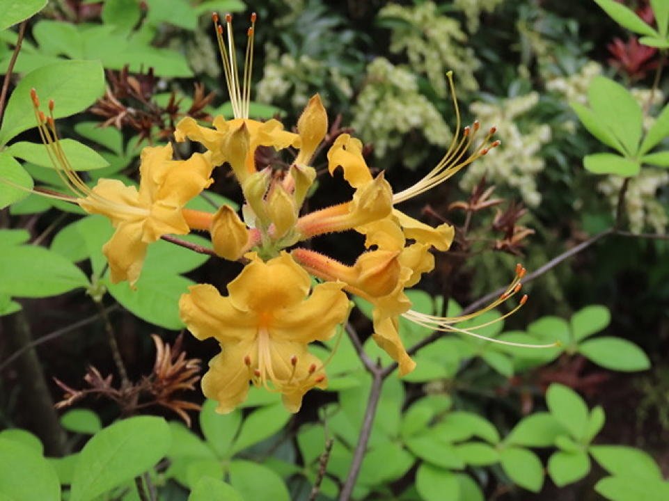 May 7, 2021 – Flame Azalea