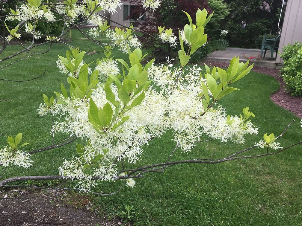 May 21, 2021 – Fringe tree