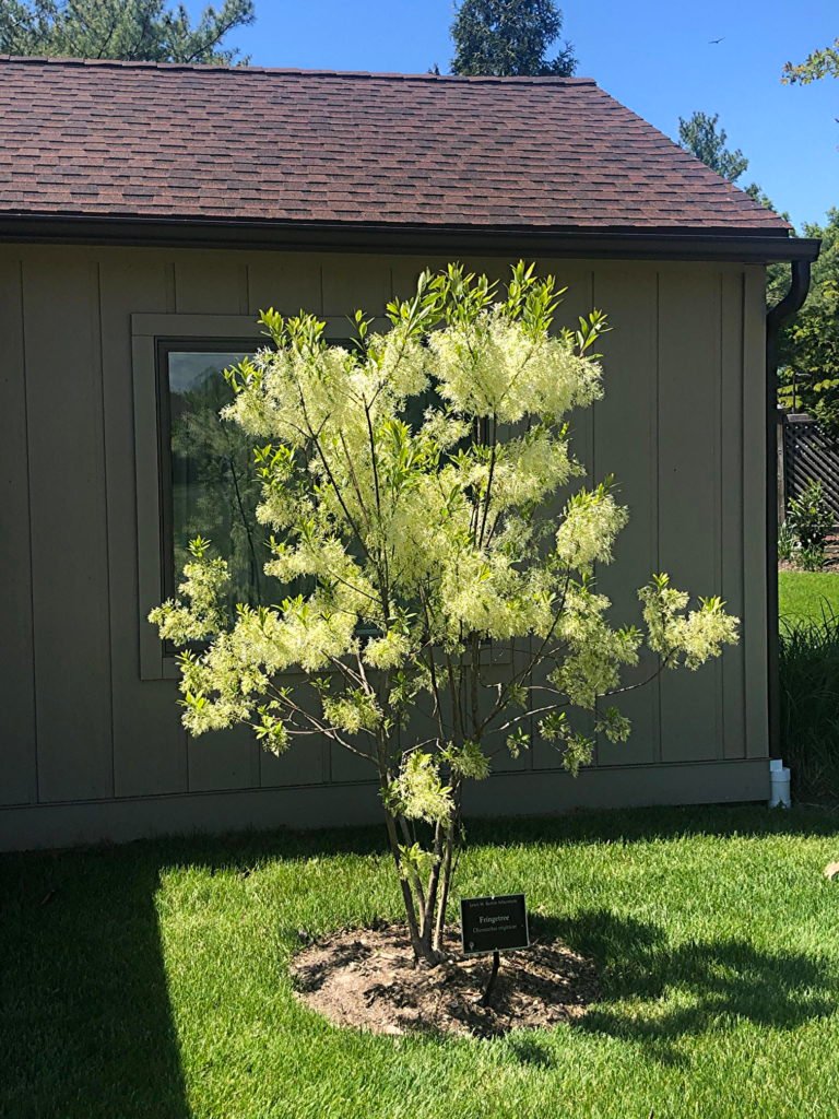 Fringetree