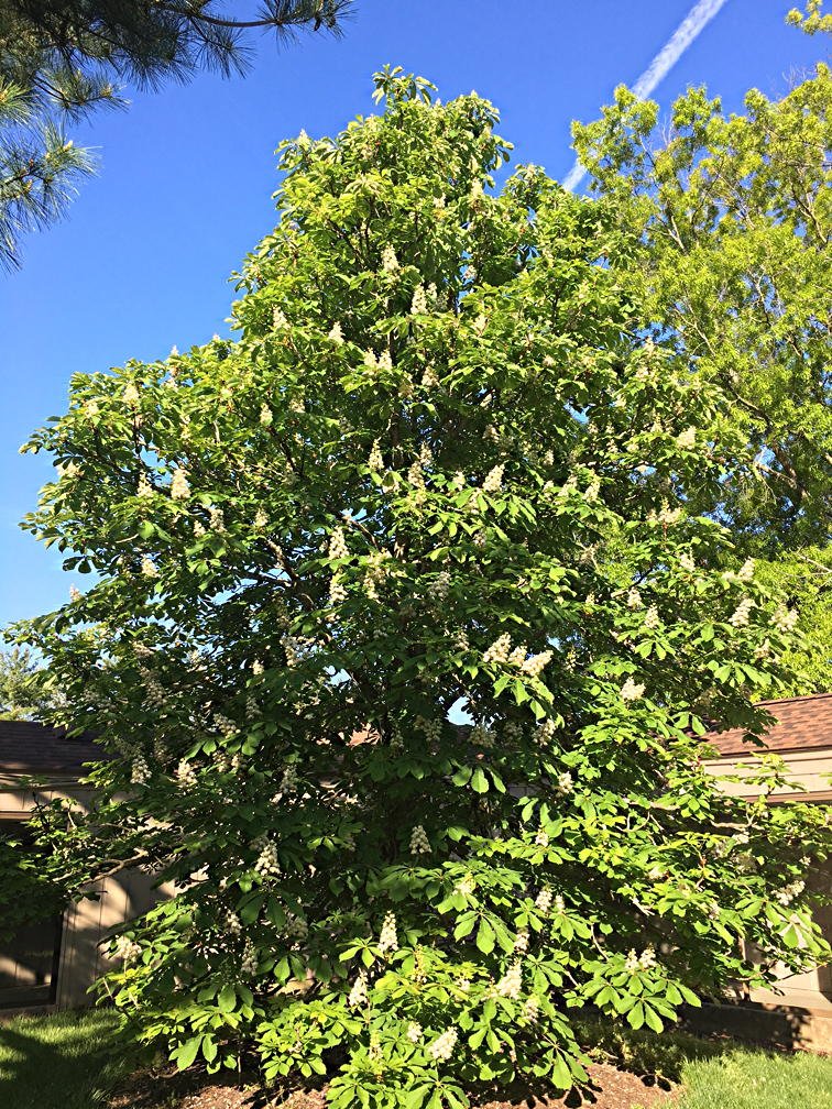 Horsechestnut
