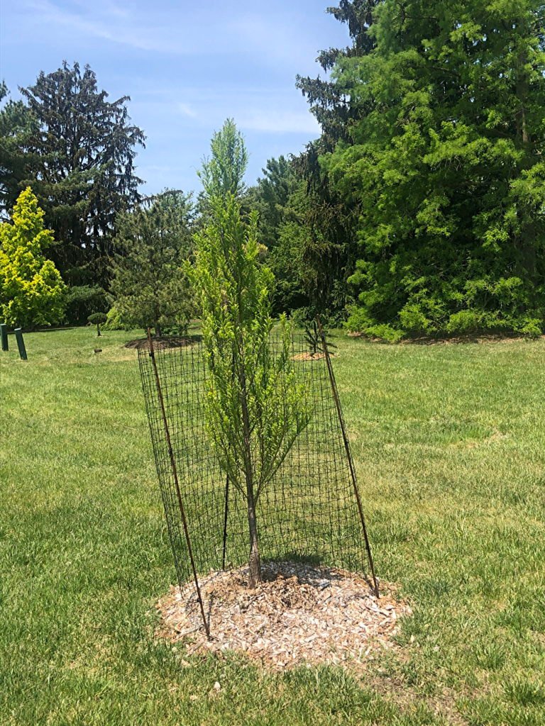 New Tree 2021