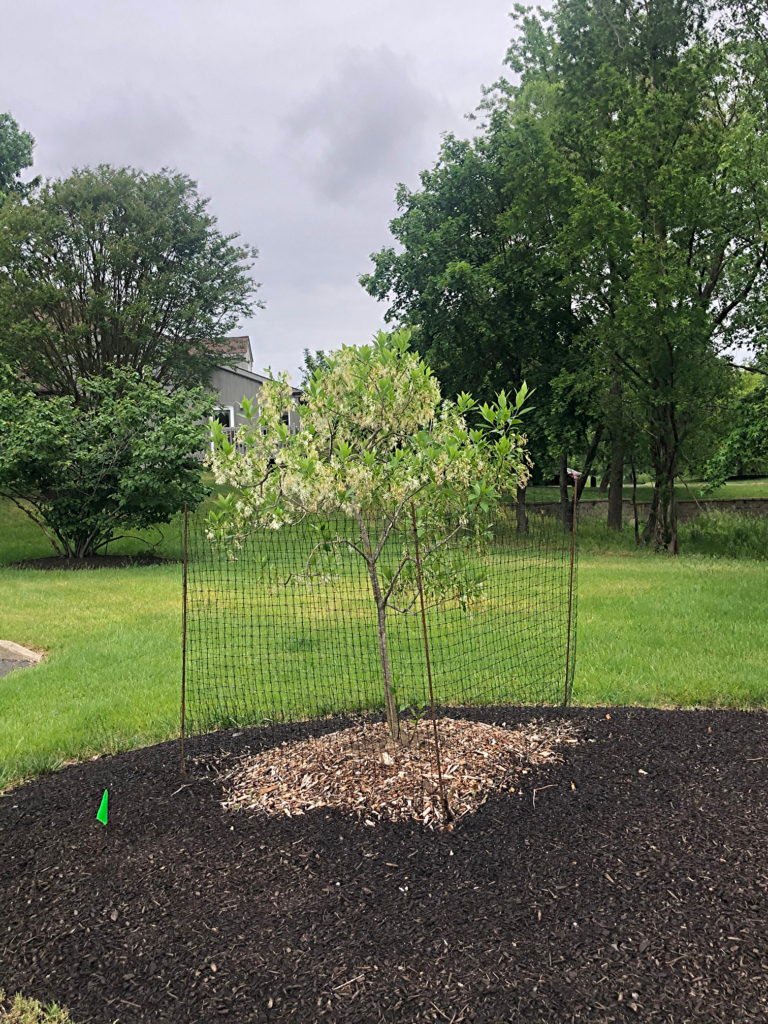New Tree 2021