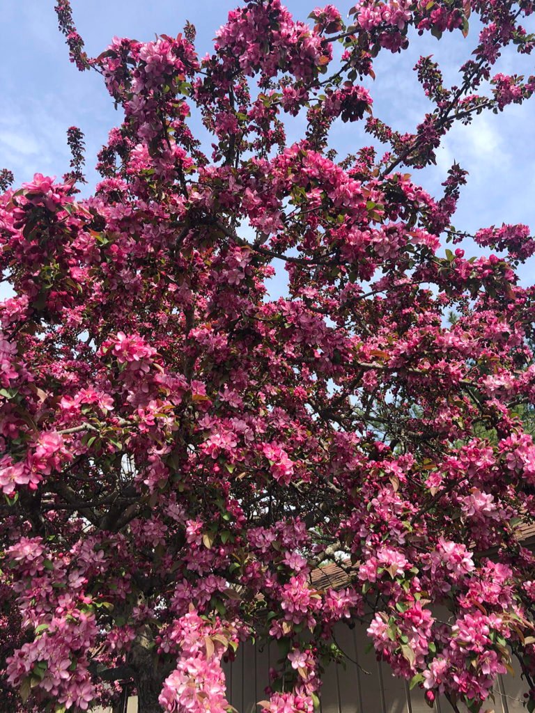 Centurion Crabapple