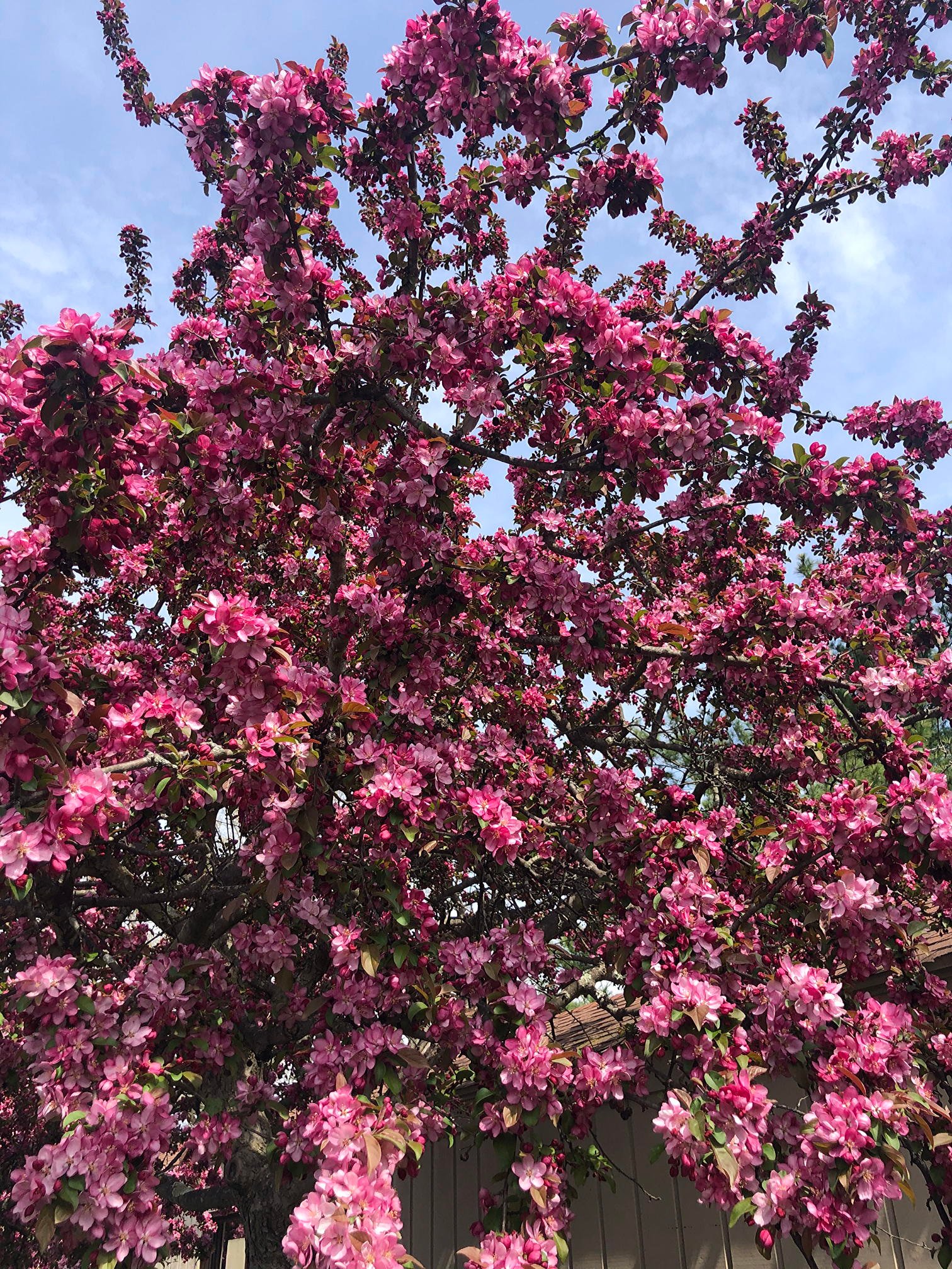 April 23, 2021 – Centurion Crabapples