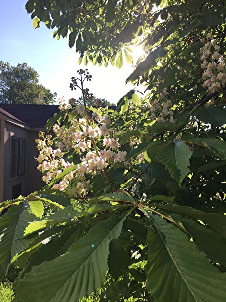 May 14, 2021 – Horsechestnut