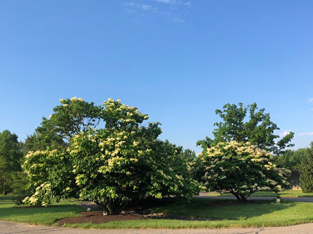 Chinese Tree Lilac