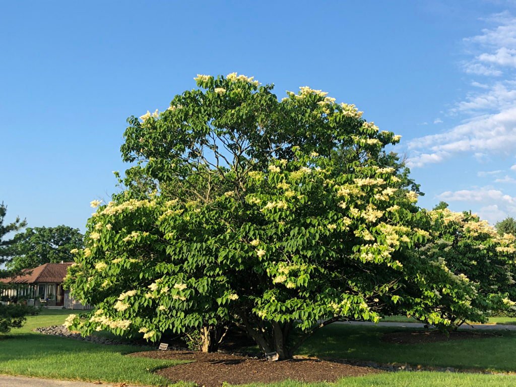 Chinese Tree Lilac