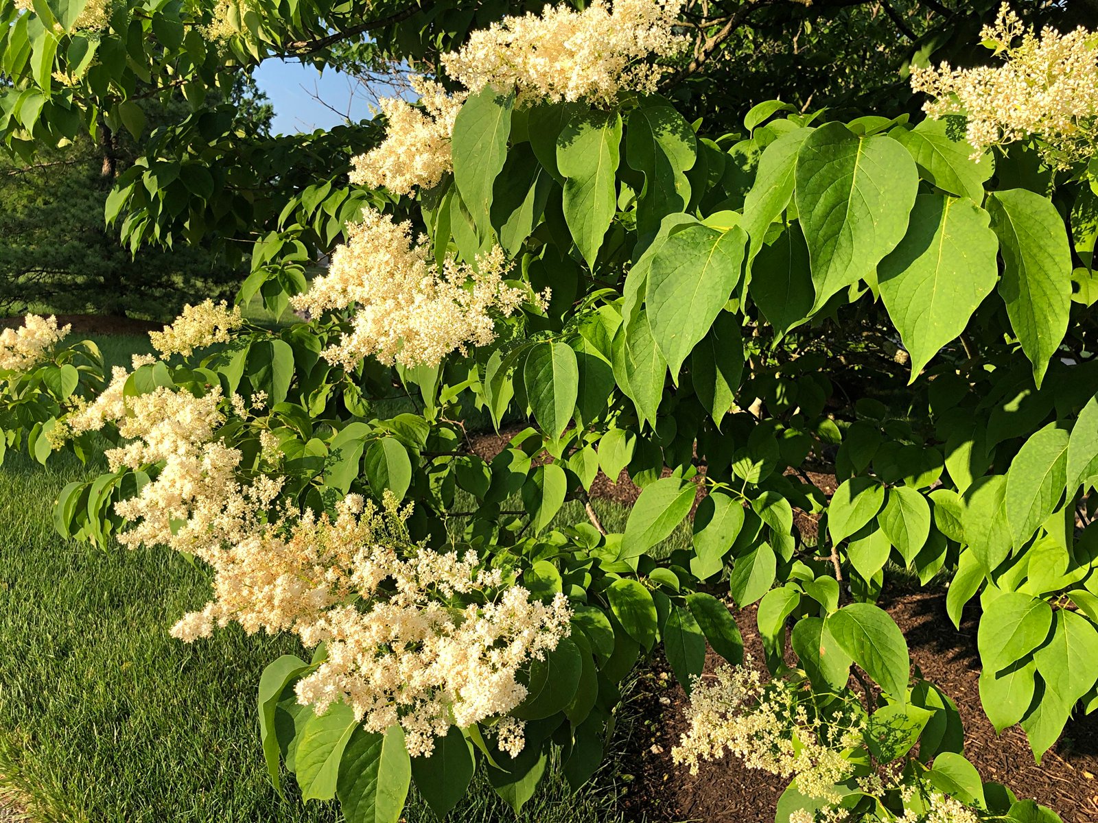 June 11, 2021 — Chinese Tree Lilac
