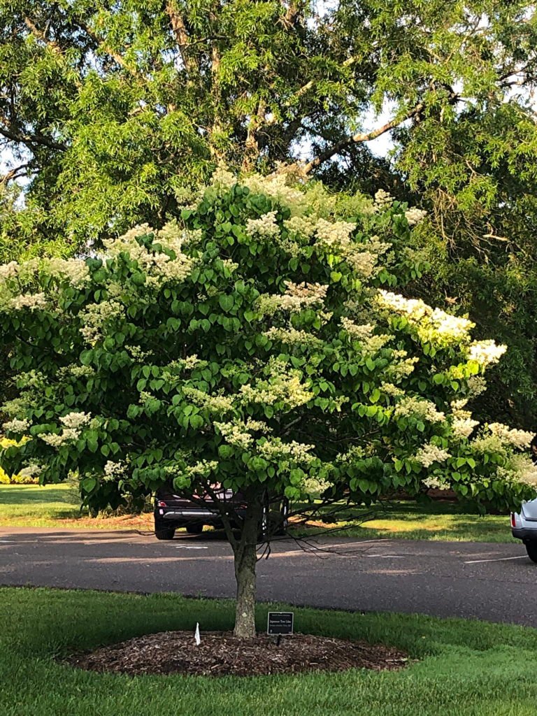 Chinese Tree Lilac