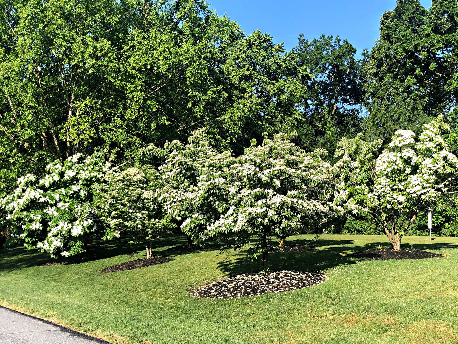 June 4, 2021 – Kousa Dogwood