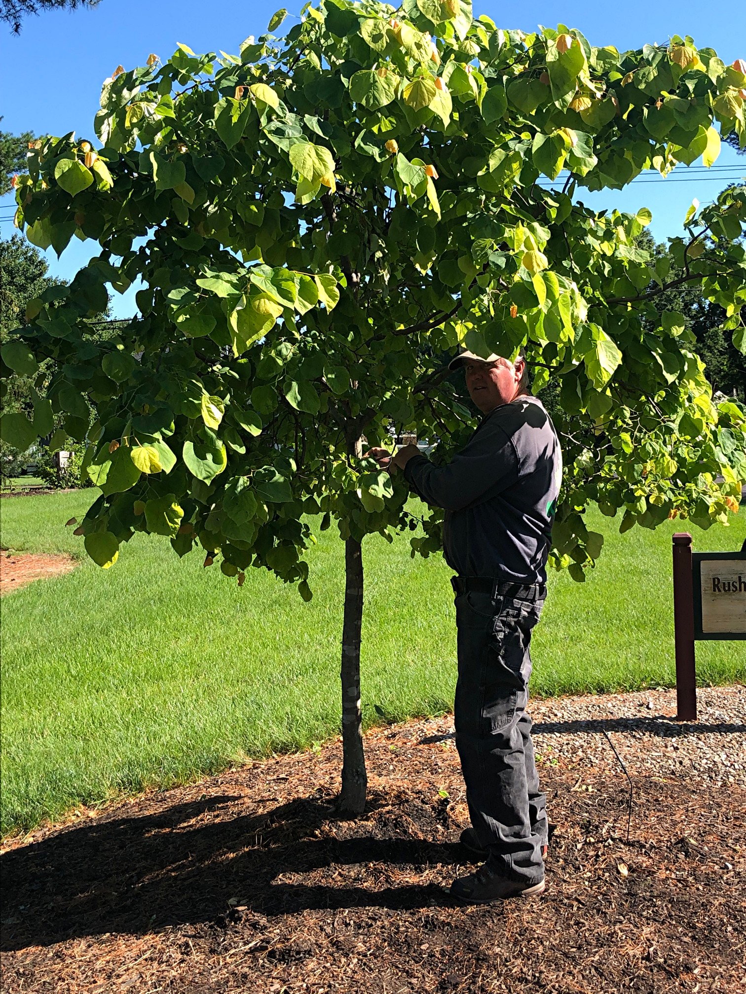 June 25, 2021 – Eastern Redbud