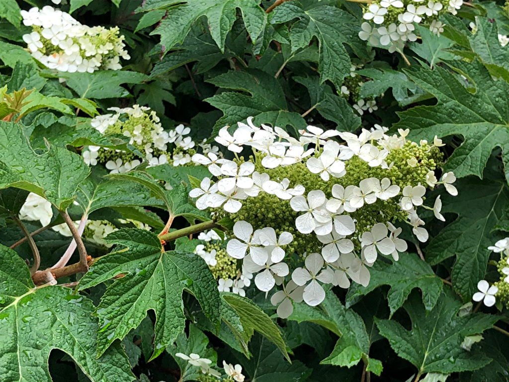 Oakleaf Hydrangea