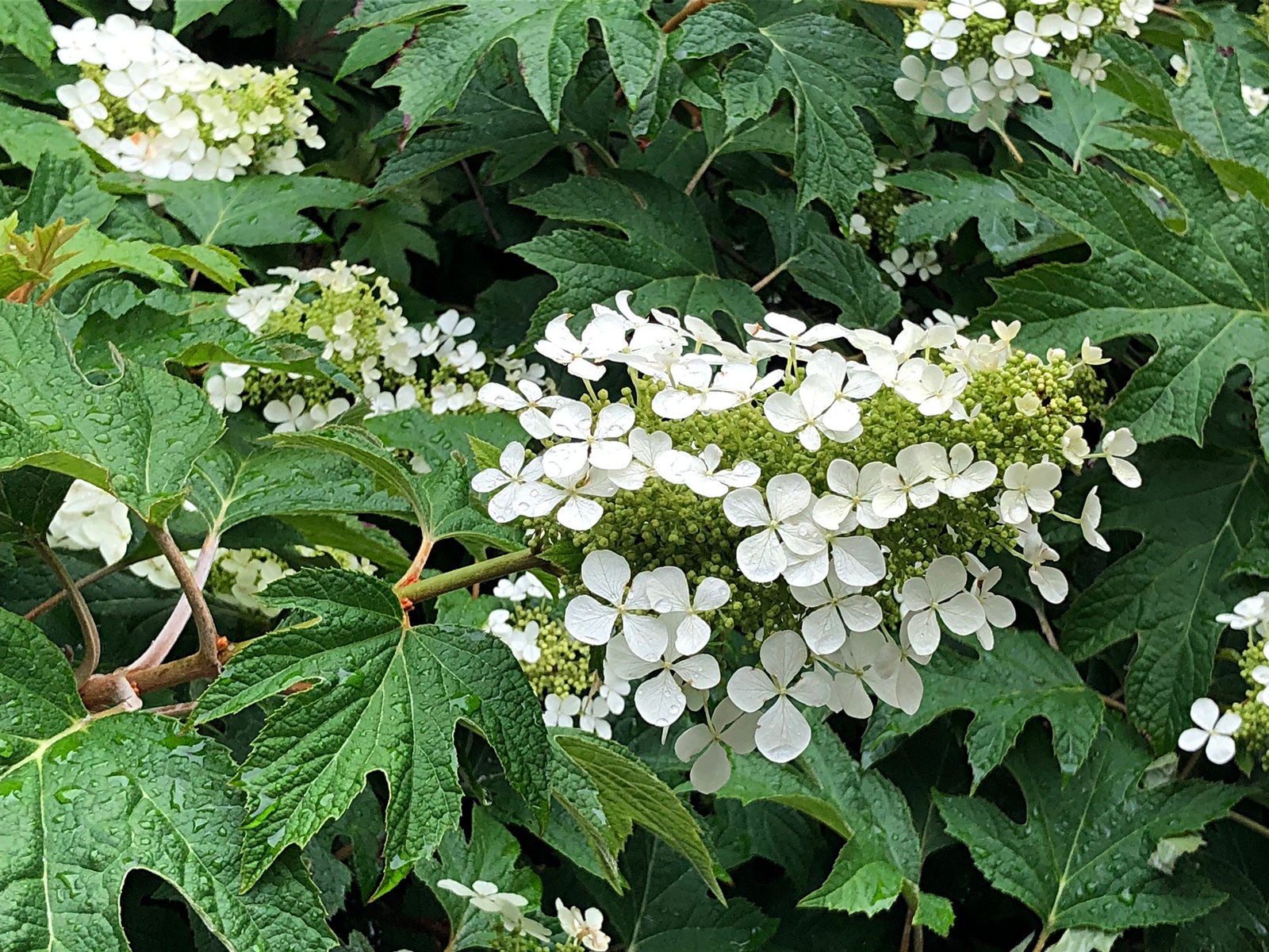 June 18, 2021 — Oakleaf Hydrangea