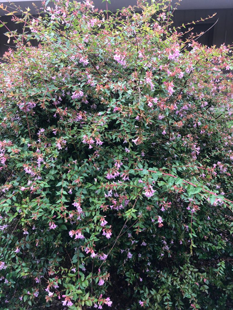 Abelia