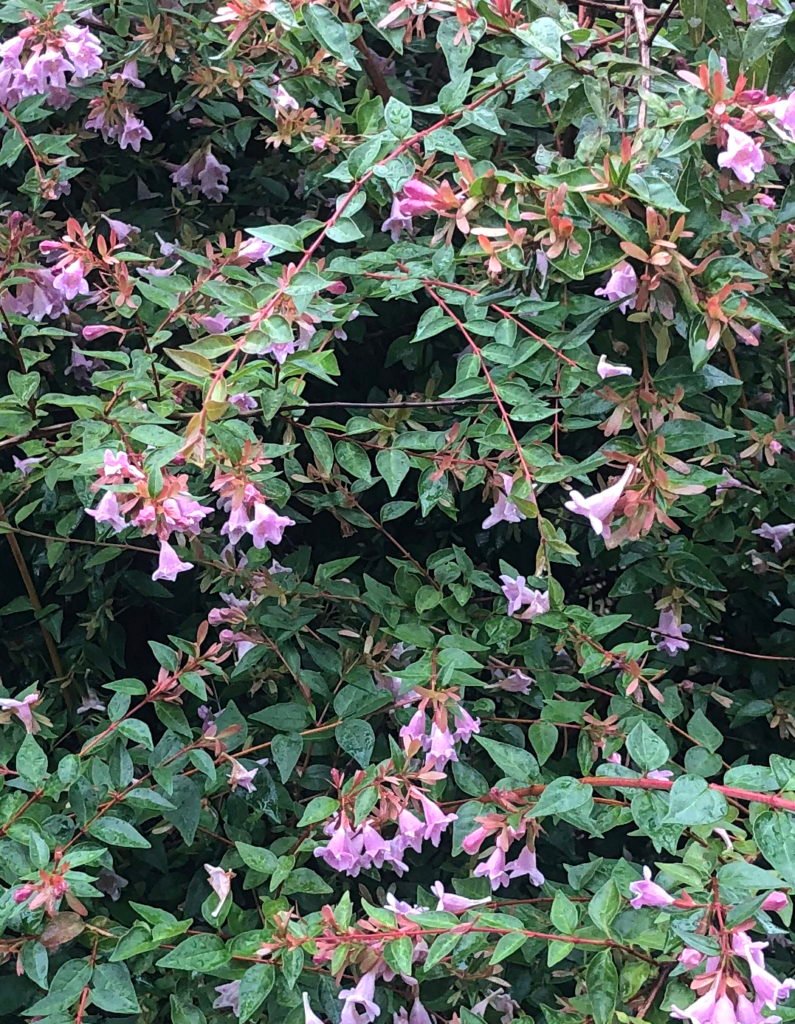 Abelia