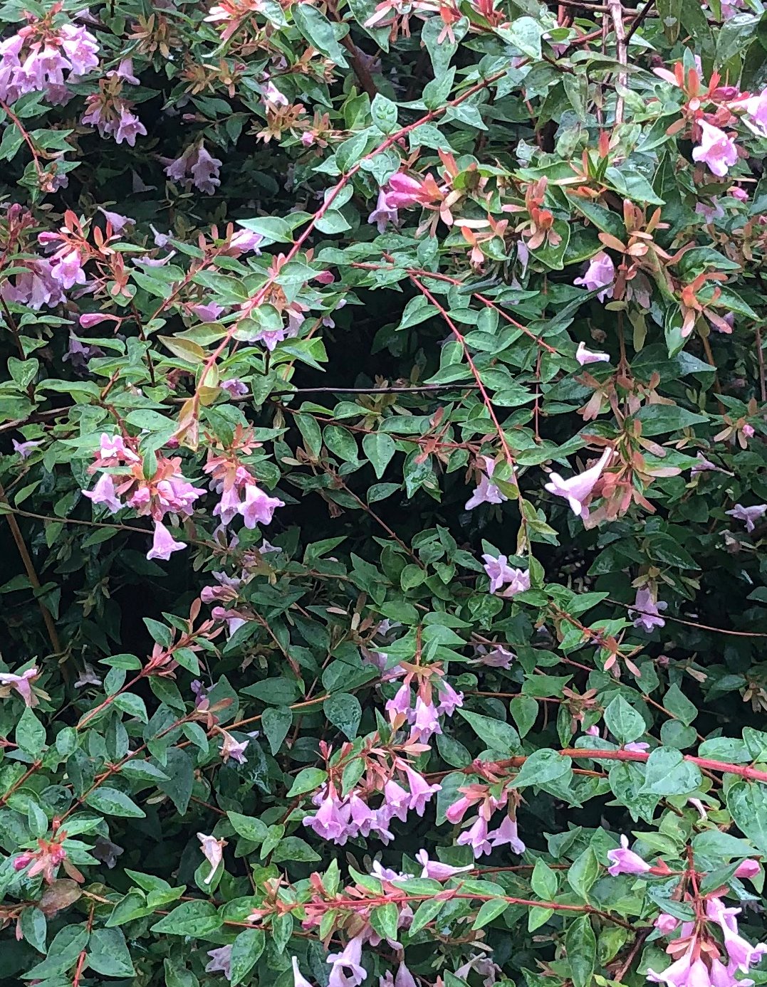 July 30, 2021 – Abelia