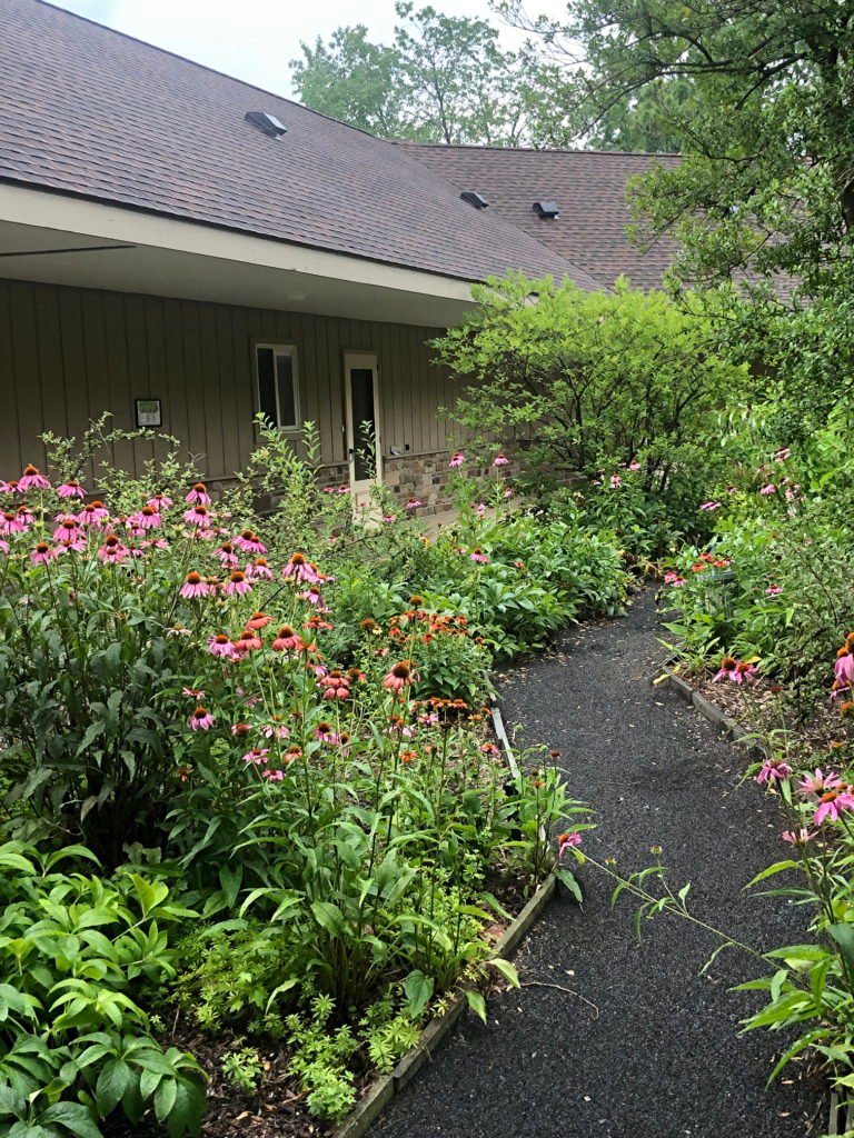 Coneflowers
