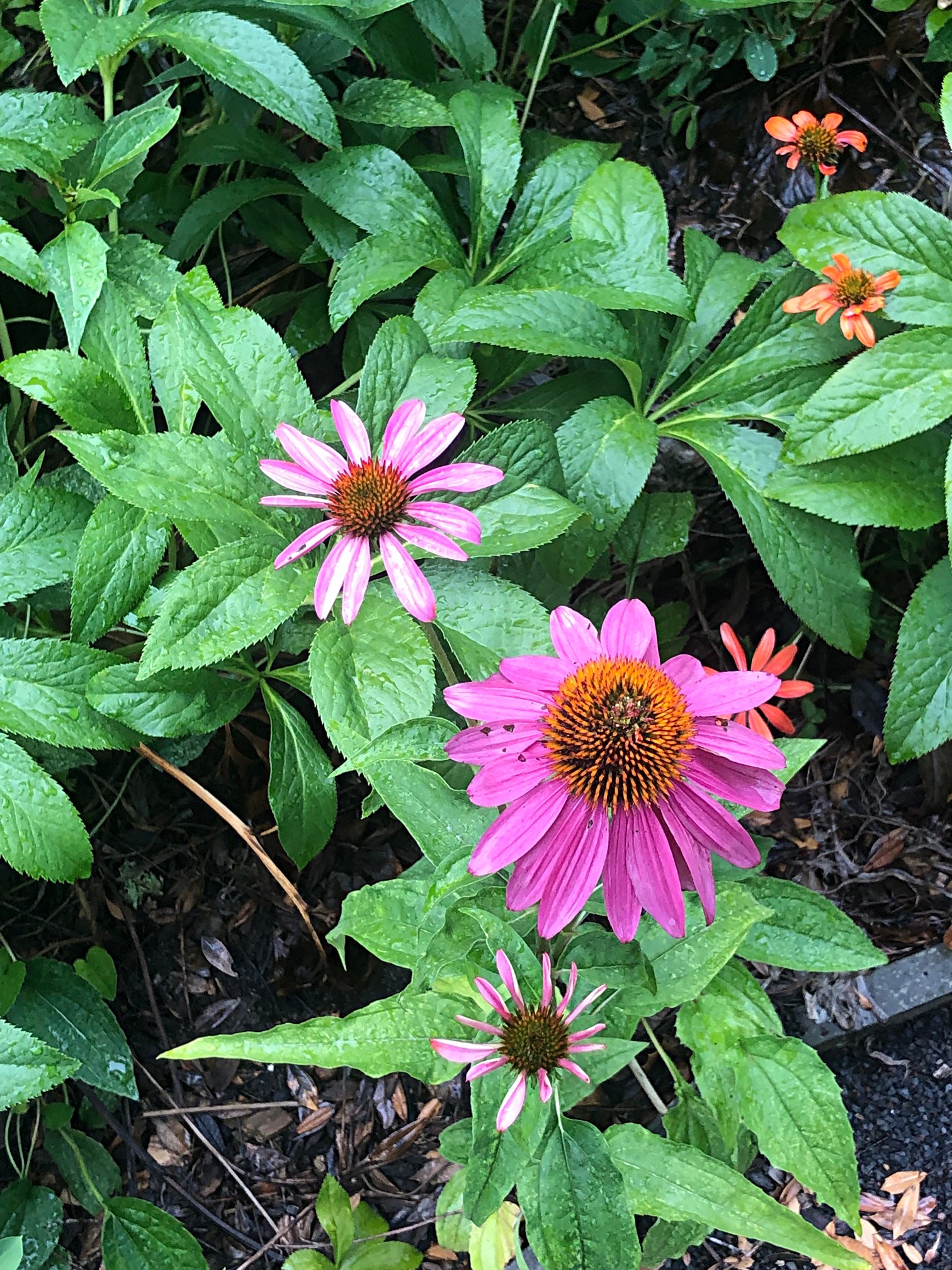 July 9, 2021 –  Coneflowers