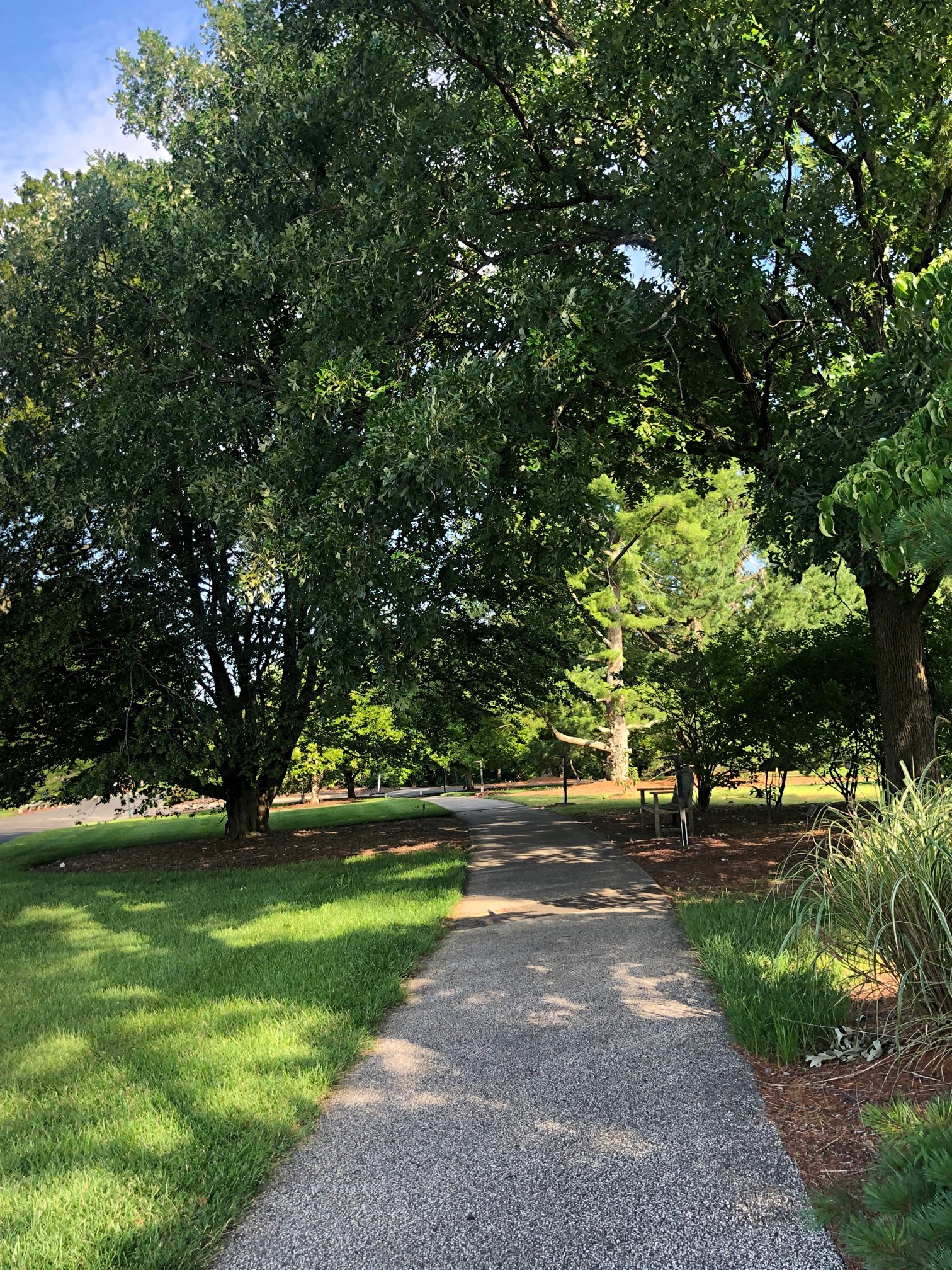 July 2, 2021 –  Trees