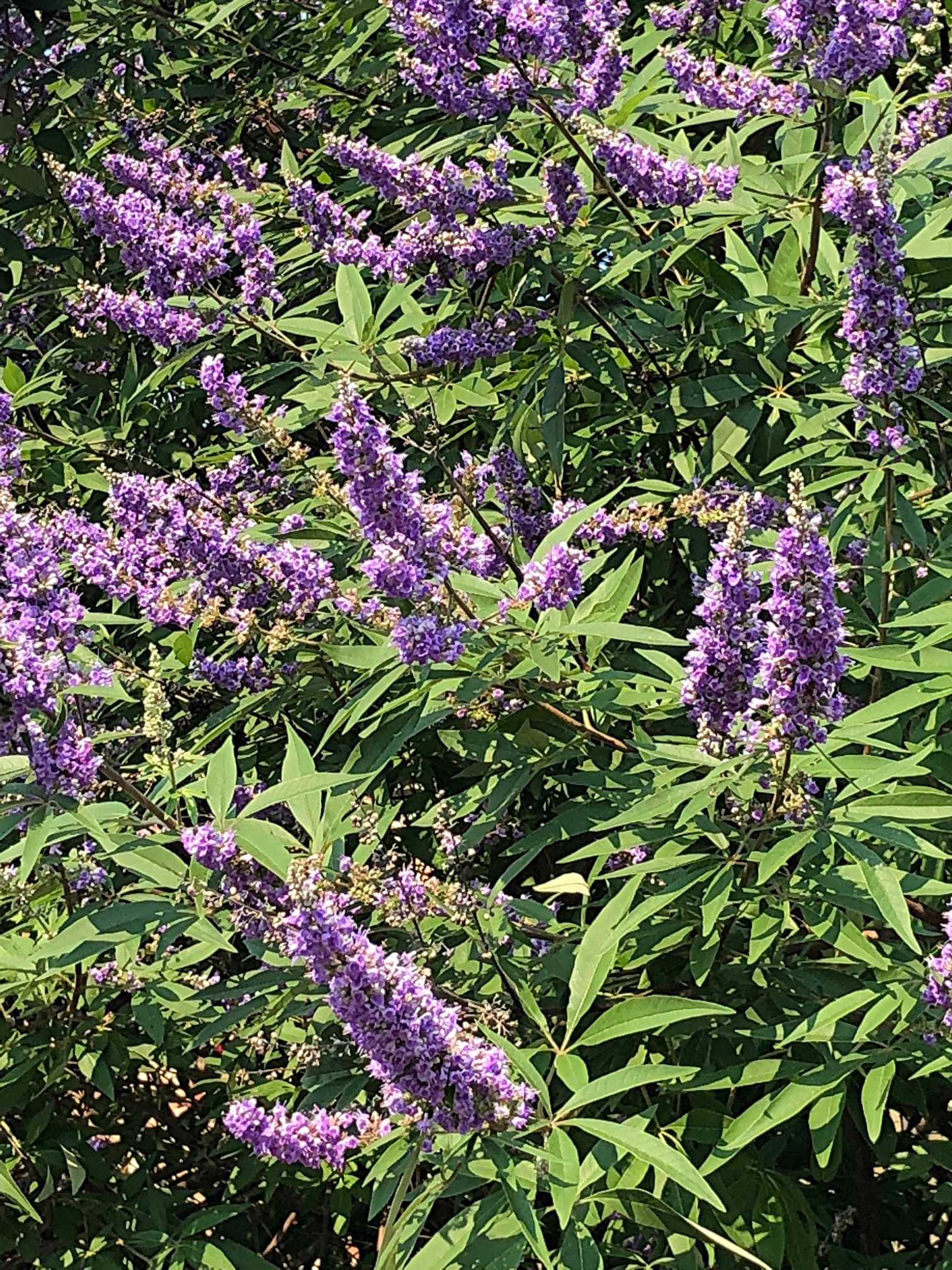 July 16, 2021 – Vitex