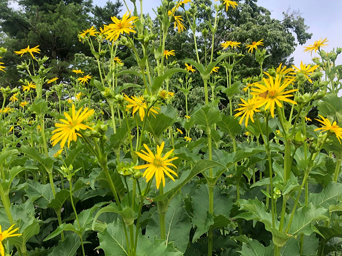 July 23, 2021 – Cup plant