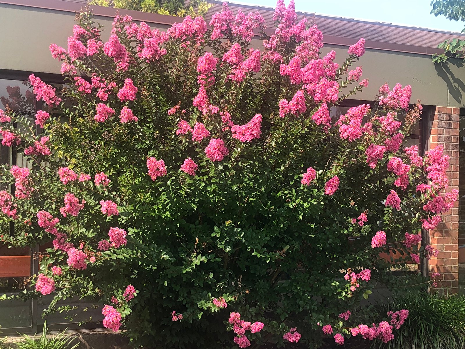 August 6, 2021 – Crape Myrtle