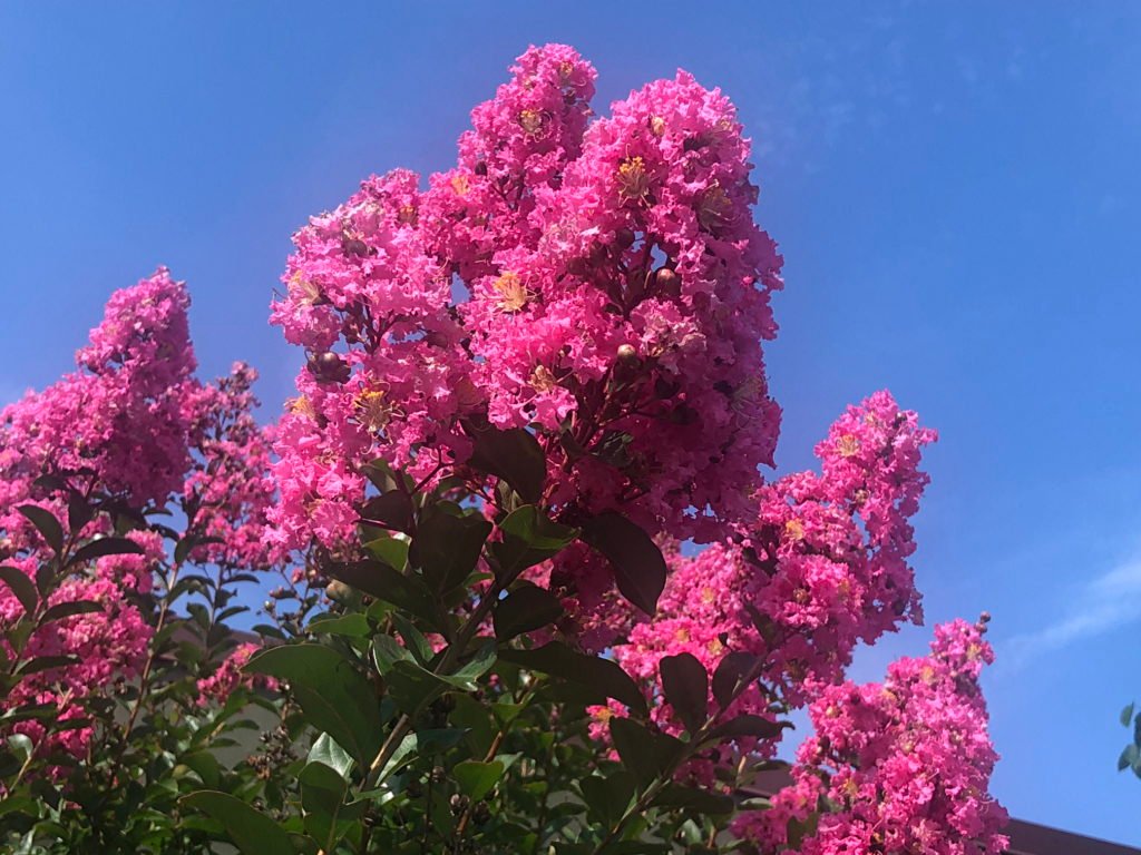Crape Myrtle