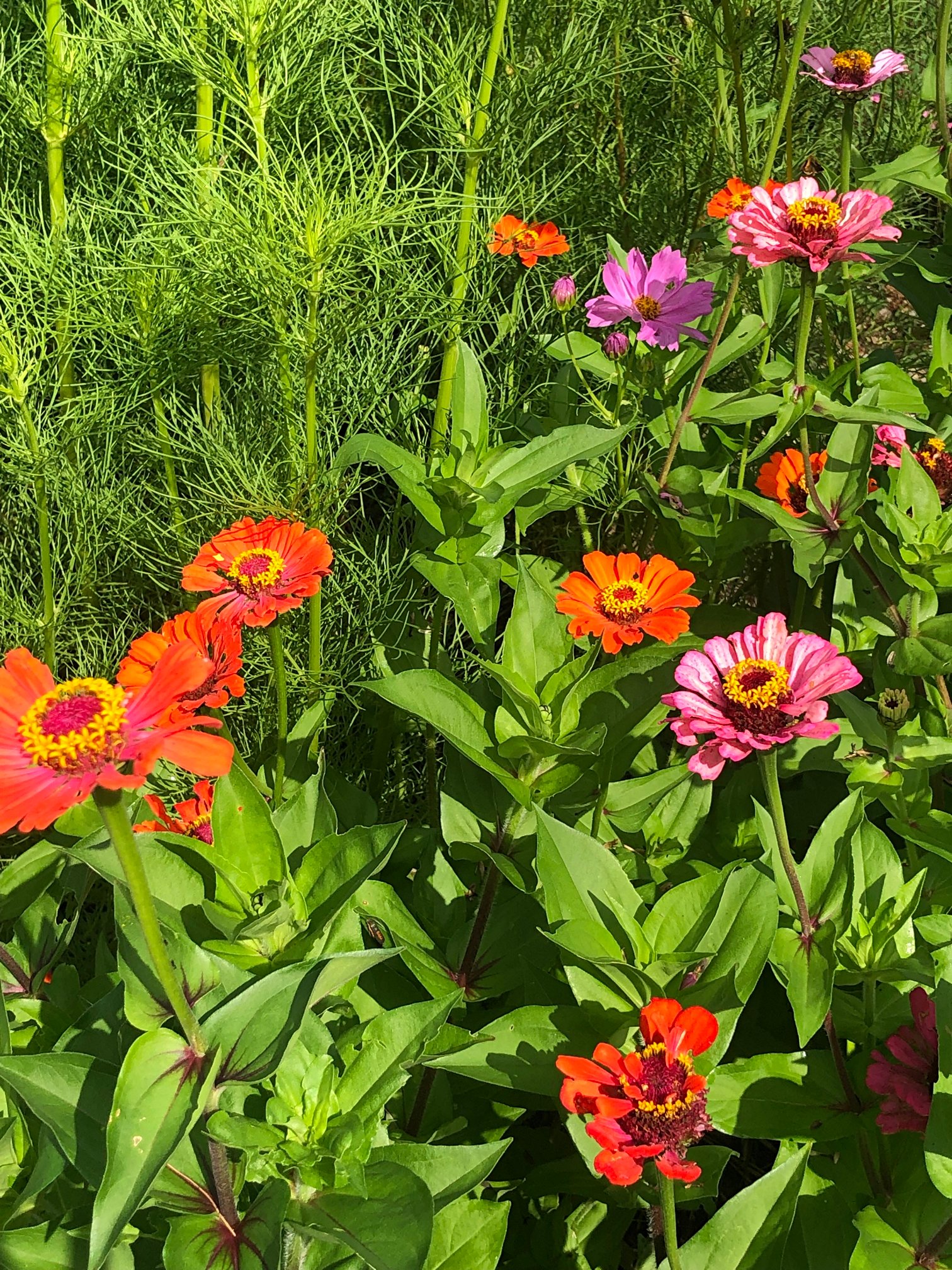 August 13, 2021 – Medford Campus Farm