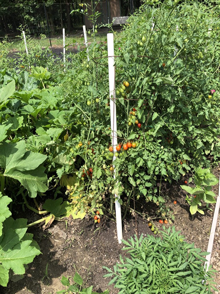 LumbertonCampusFarm