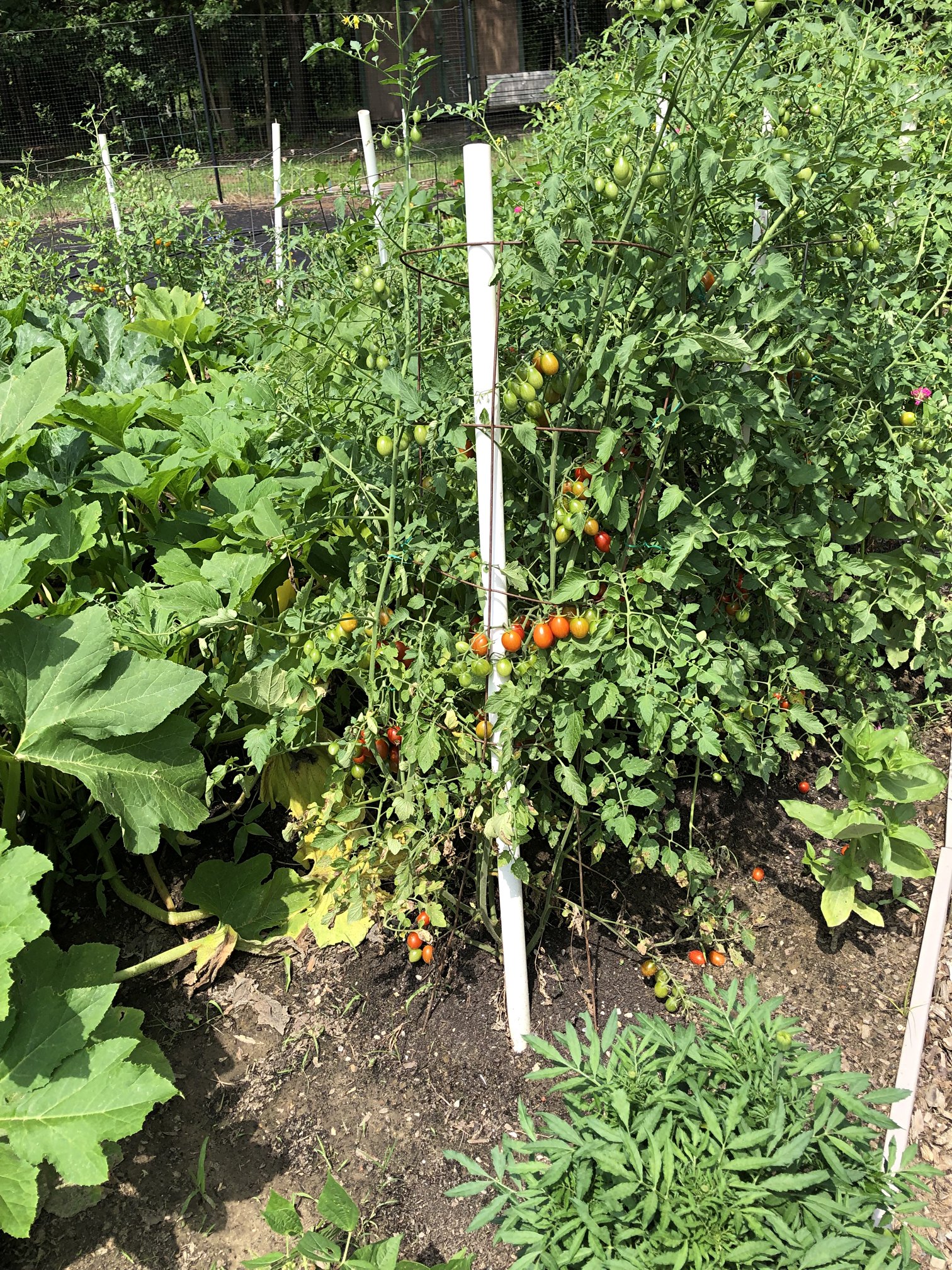 LumbertonCampusFarm