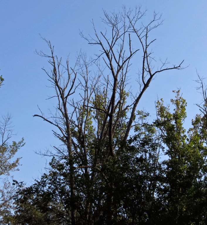 August 27, 2021 – Farewell, Ash Trees